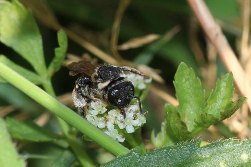 Réf. 271 045 : Nomiapis diversipes